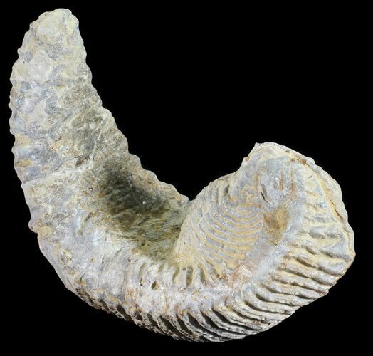Cretaceous Fossil Oyster (Rastellum) - Madagascar #54436
